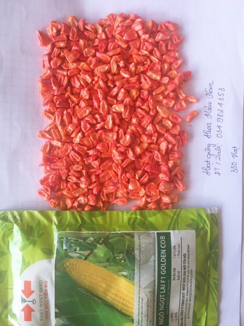 Hạt giống Bắp Ngọt Mỹ GÓI 500gram khoảng 3500 Hạt - Công ty Hai Mũi tên đỏ