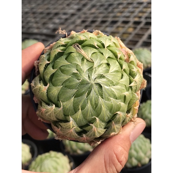 Sen đá ngọc dạ quang haworthia