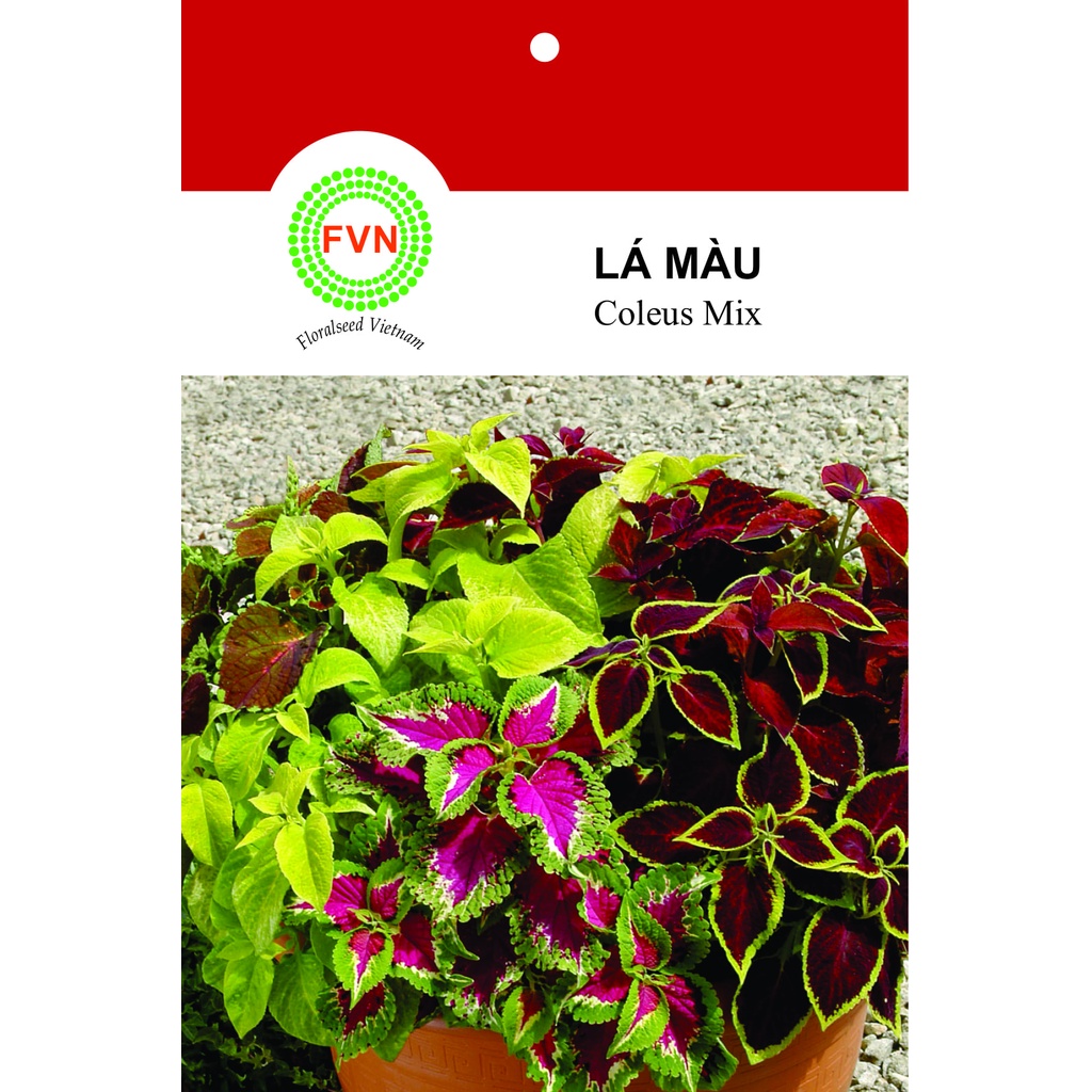 HẠT GIỐNG LÁ MÀU KIÊNG FVN GÓI 15 HẠT - COLEUS MIX