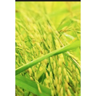 Thuốc Trừ Bệnh POLYRAM 80WG (Gói 100gr)
