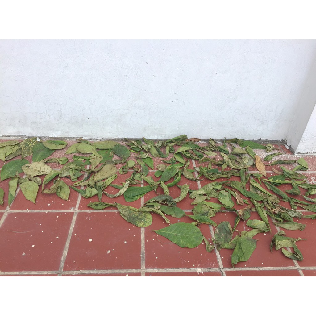 [PHƠI NẮNG TỰ NHIÊN - 100g 50 lá] 100g lá bàng khô giành cho bể cá cảnh: la hán, cá rồng, cá đĩa..