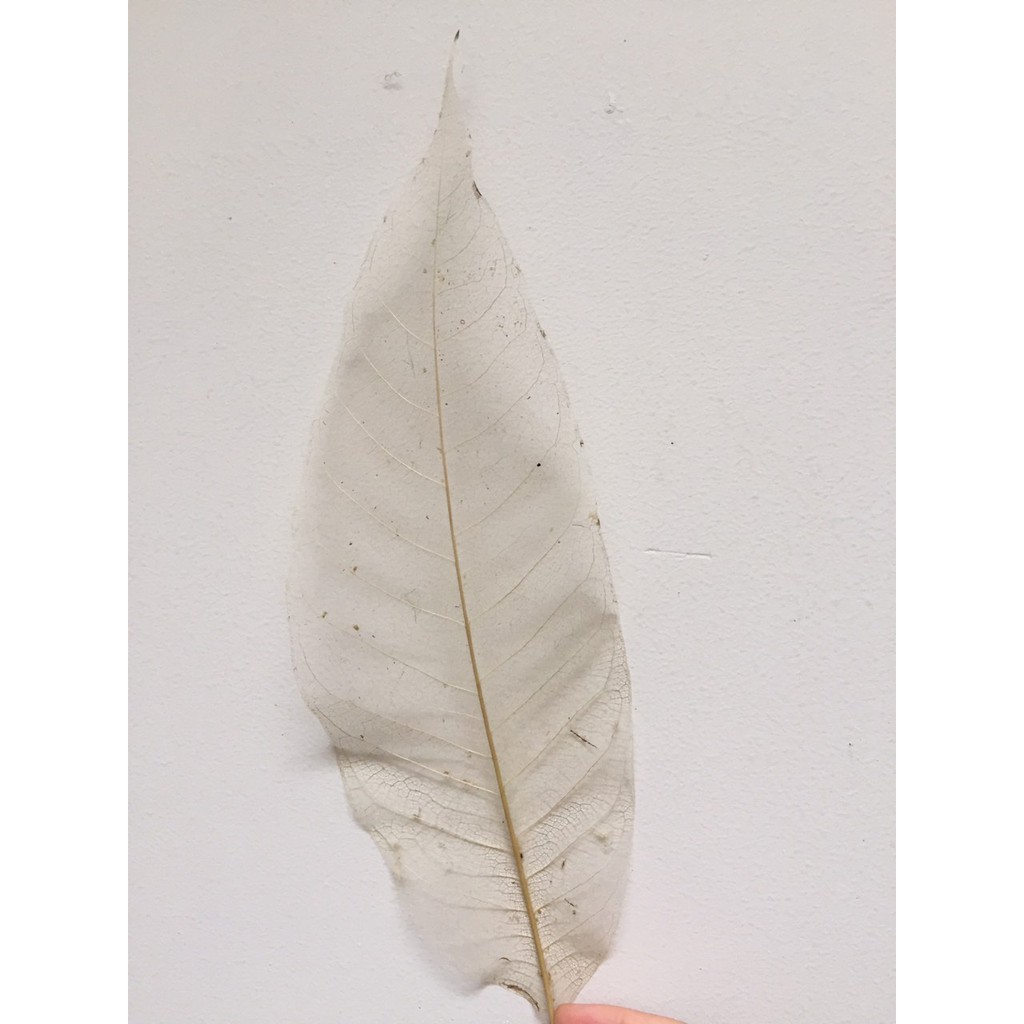 Set 10 Xương lá bồ đề, ngọc lan phơi khô tư nhiên không dùng chất tẩy trắng, lớn nhỏ ngẫu nhiên | BigBuy360 - bigbuy360.vn