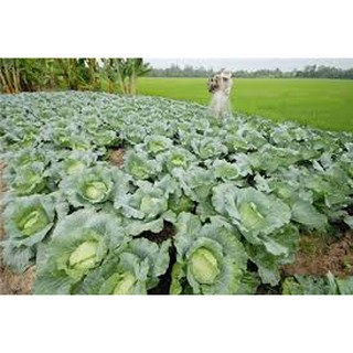 Hạt giống Bắp Cải F1
