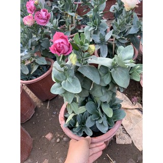 cát tường chậu các màu
