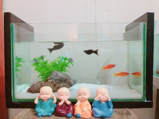 Bể Cá Mini Để Bàn