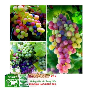 Gói 10 hạt giống nho cầu vồng