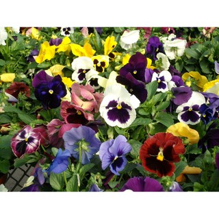Hạt giống hoa Pansy (Viola)