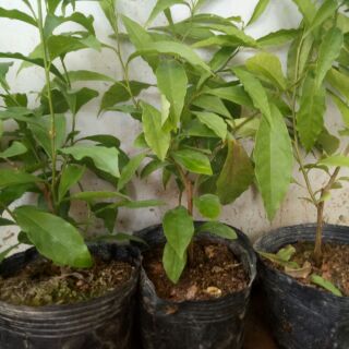 Hoa nhài Nhật