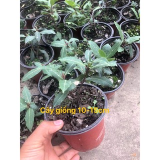 Nguyệt quế hi lạp - Bay leaf - Laurel