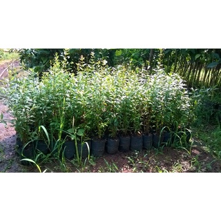CÂY GIỐNG LỰU BẠCH MINI [ TRỒNG CHẬU ĐƯỢC, HÌNH THẬT ].