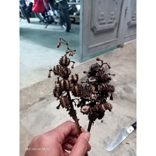 Hạt thầu dầu tía