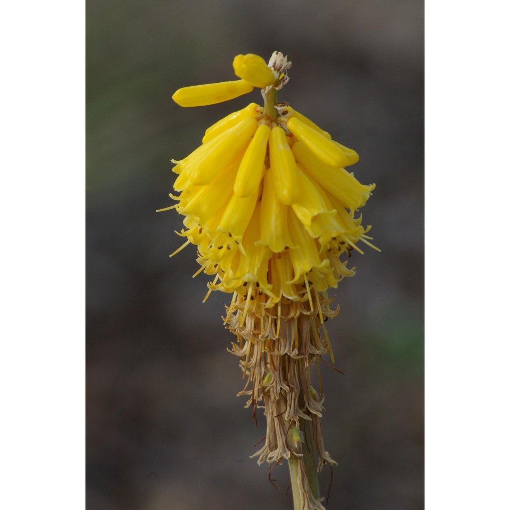 Ống kính máy ảnh Samyang MC 70-210mm f4-5.6 MF Canon FD  - 10573