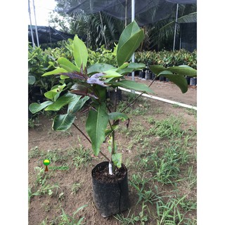 Chậu cây mận đỏ an phước ( cây roi đỏ) cao 50-60cm