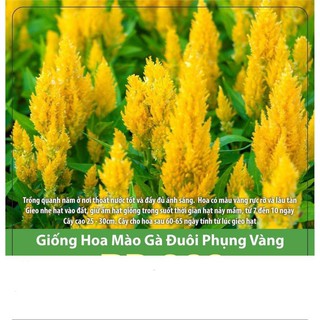 Hạt giống hoa mào gà đuôi phụng vàng gói 20 hạt