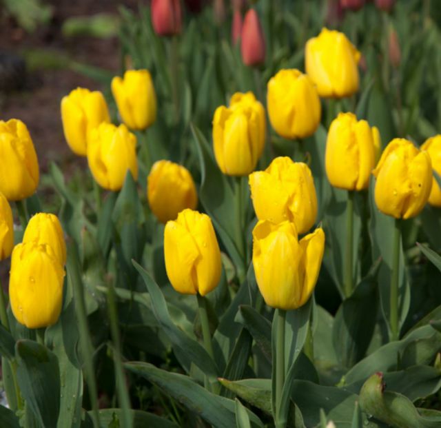 CỦ HOA TULIP NHẬP JAN DE WIT HÀ LAN