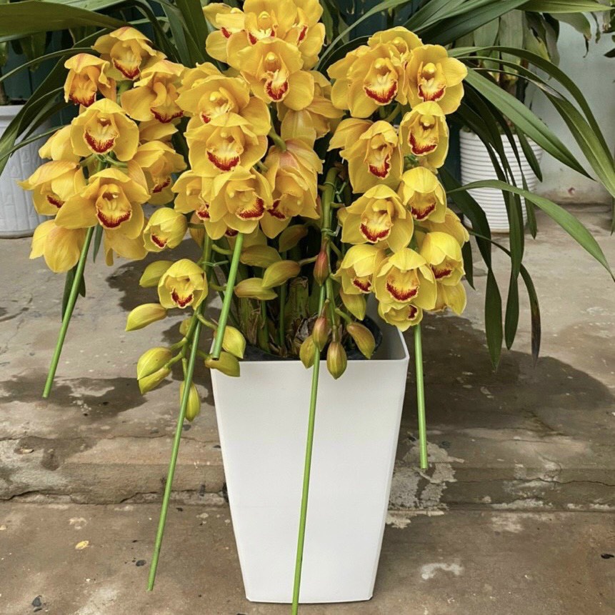 5 Chậu nhựa trồng cây hoa dáng vuông cao loại 24cm x 40cm COMBO 05 CHẬU