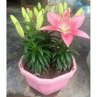 Củ ly lùn siêu hoa Hà Lan sai hoa (mã: 10)