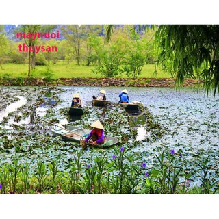 200 Cây ấu giống