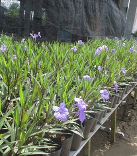 Cây chiều tím