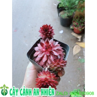 Sen đá phật bà đỏ