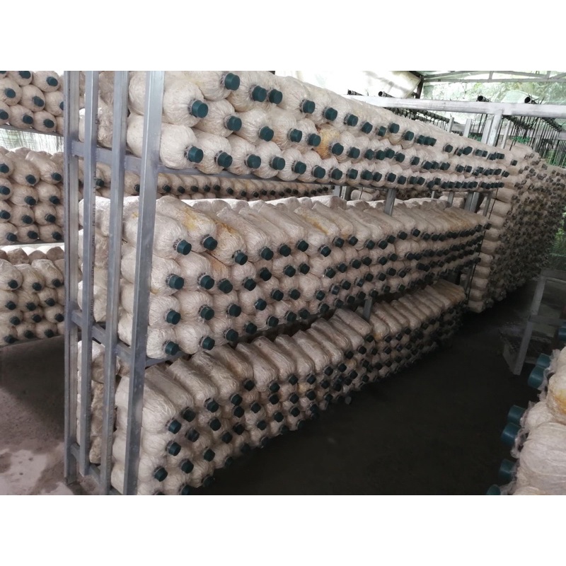 Combo 10 Phôi Nấm Bào Ngư Xám