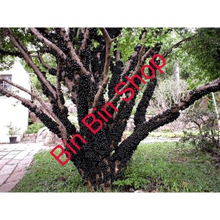 HẠT GIỐNG NHO THÂN GỖ ( 3 hạt )