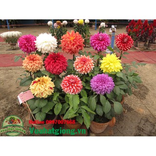 Hạt giống Hoa thược dược - Rau củ quả trồng tại vườn, sân thượng, nông trang, ban công