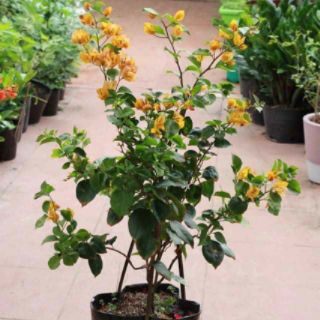 Cây 🌲 Chậu hoa giấy vàng leo.... siêu hoa☆☆☆☆☆