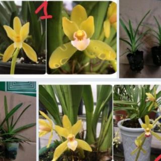 Lan kiem Phan trí & hoàng long& xanh Huế cây giống