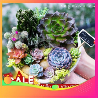 Hạt Giống Sen Đá Mix - 10 Hạt VIETGAR