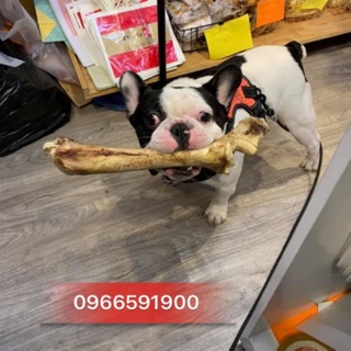 Xương bò sấy khô cho chó gặm