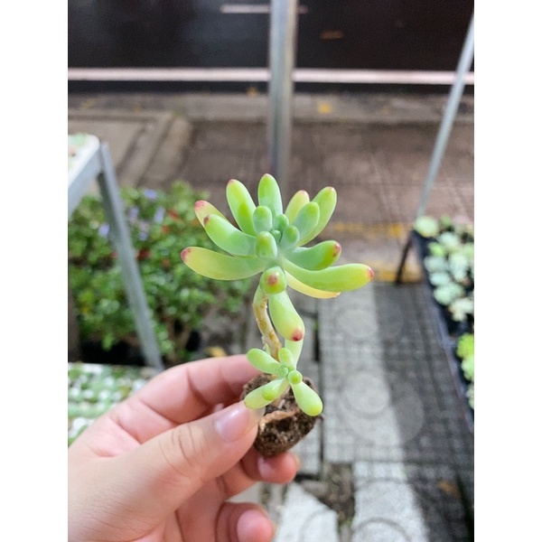 SEN ĐÁ THẠCH MỸ NGỌC ( size 2-4cm)