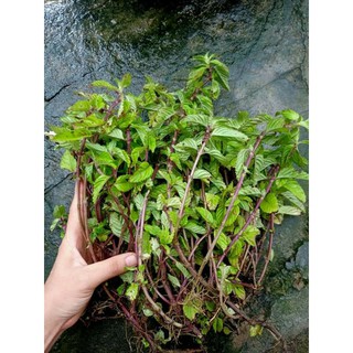 cây giống thạch đen