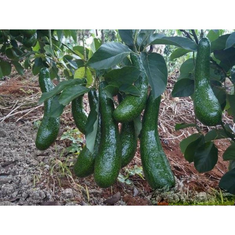 cây giống bơ trái dài (034)