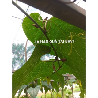 cây giống La Hán Quả