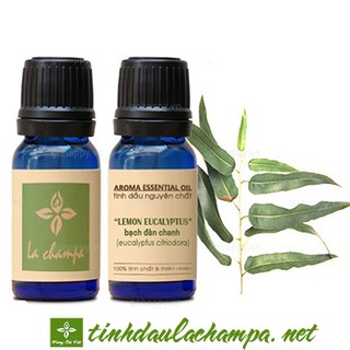Tinh dầu Bạch đàn chanh Lachampa nguyên chất - thông mũi, trị viêm xoang