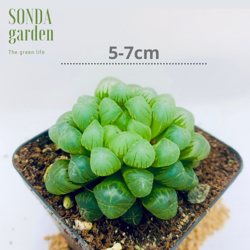 Sen đá kim cương haworthia cooperi SONDA GARDEN size bé 5-7cm, xuất xứ Đà Lạt, khoẻ đẹp, lỗi 1 đổi 1