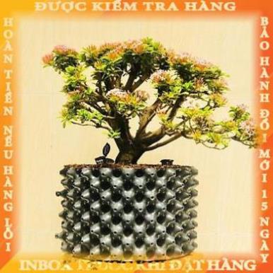 1m Bầu Ươm v6 cao 30cm (tặng kèm đinh ốc) - Bầu Ươm Cây Thông Minh, Ươm Vườn Hoa Cây Cảnh, Cây Ăn Quả thientuy