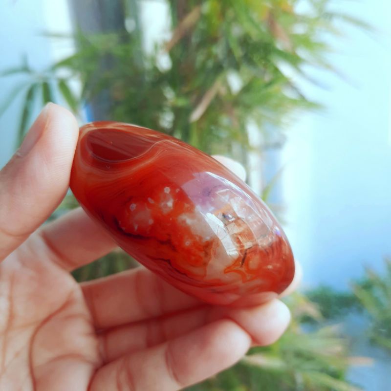 palm mã não carnelian có hoa đẹp