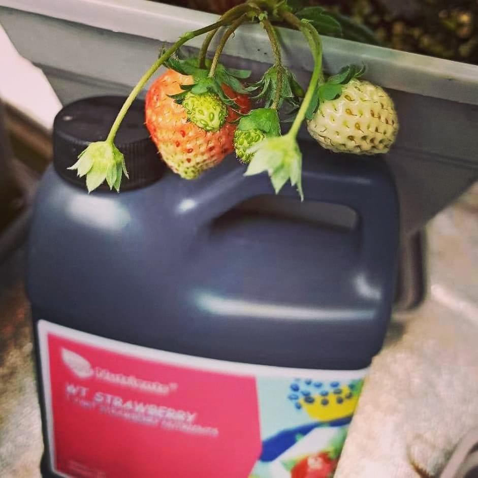 WT Nutrients Strawberry Dinh dưỡng ĐẶC BIỆT cho cây dâu tây.