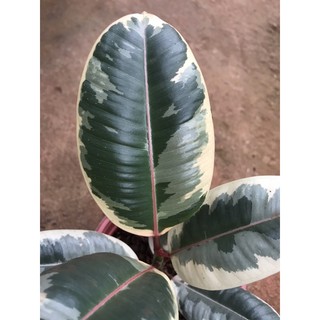 Chậu đa búp đỏ cẩm thạch - Ficus Elastica Tineke