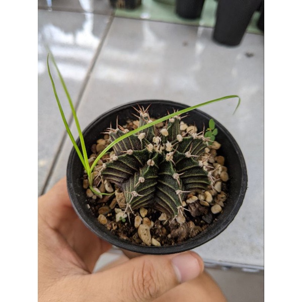 XƯƠNG RỒNG LB Hyb SIZE 4-5CM