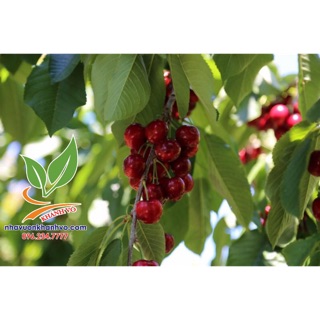 Cây giống cherry mỹ
