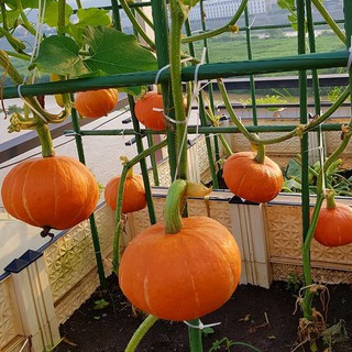 [Hạt giống Mỹ] Hạt giống bí ngô mặt trời Mỹ siêu dẻo và ngọt - tỷ lệ nảy mầm 95%