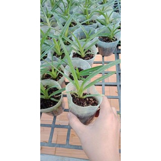 Địa lan kiếm Phan Trí giống