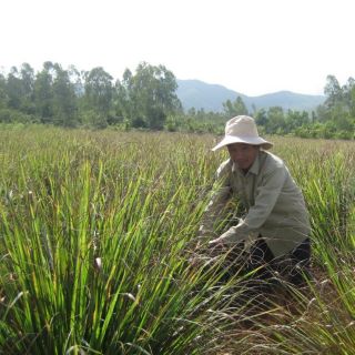 Tinh dầu sả java