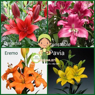 củ giống hoa ly vàng (không thơm) size to 18/20