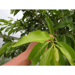 CÂY LÁ VỐI nếp NỤ VỐI 1.3m TUYỆT VỜI Ship 30phut 200ktặng0.5Ldịchtrùn KHO QUẬN11, 7, 9, THỦĐỨC, PHÚ NHUẬN