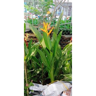Cây chuối thiên điểu lá Cẩm thạch
