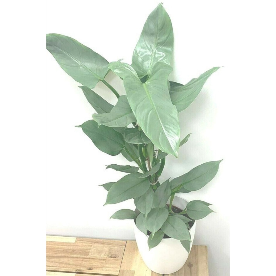 Cây Philodendron hastatum Silver Sword (Trầu Bà Kiếm Bạc) size lớn chậu nhựa nhiều nodes để nhân giống